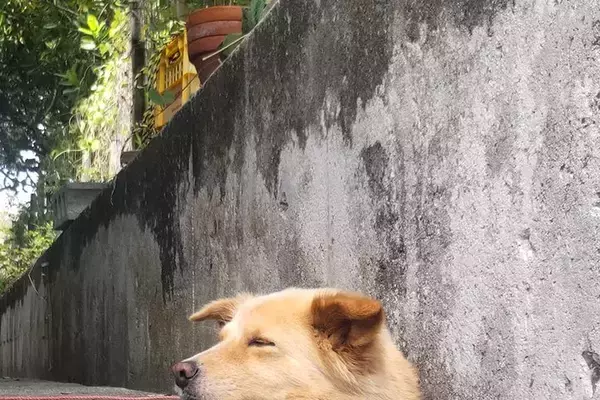 『地面から生えているのは…犬？』側溝でくつろぐワンコ→思わず二度見してしまう『まさかの光景』に反響「夜見たら腰抜かすｗ」「どういう状態」