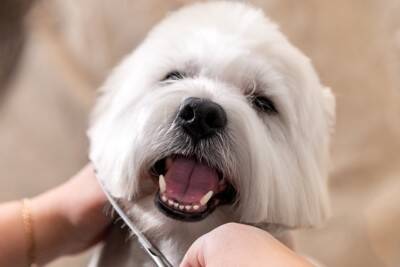 『初心者でも飼いやすい』犬種５選　手がかからないと言われている理由や必ず知っておくべきことまで