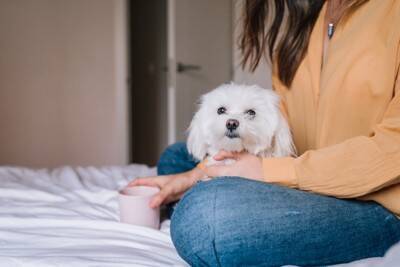『初心者でも飼いやすい』犬種５選　手がかからないと言われている理由や必ず知っておくべきことまで