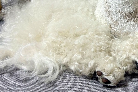 『お昼寝している犬が動いていない』と思い、よく観察してみた結果→予想の上をいく『まさかの光景』に反響「マイクラみたいで草」「驚いたｗ」