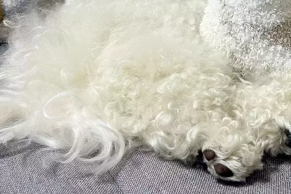 『お昼寝している犬が動いていない』と思い、よく観察してみた結果→予想の上をいく『まさかの光景』に反響「マイクラみたいで草」「驚いたｗ」
