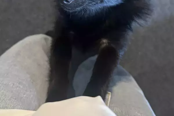 生まれて初めて『セミの鳴き声』を聞いた子犬→驚いてしまって…犬生一周目すぎる『迫真の表情』に3万いいね「知らないとビックリだよねｗ」