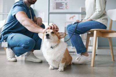 犬が『近くに寄ってくる』心理7選　飼い主にぴったりとくっつく理由や適切な接し方まで