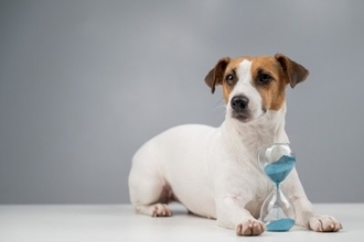 犬が短命になる『絶対NG行為』5選　寿命が縮んでしまう原因や長生きさせるためにできることまで