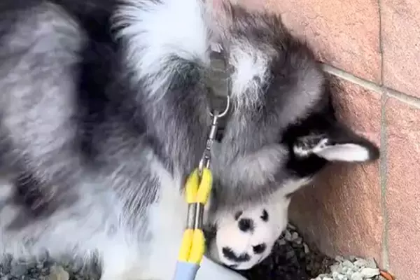 突然『手袋』を大型犬に取られた飼い主→どこへ行くのかと思ったら…想定外すぎる『まさかの行動』が3万再生「可愛いｗ」「ガッツリで草」