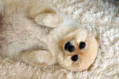 犬が『降参している』ときにみせるサイン7つ　お手上げ状態のワンコがするポーズや状況別でわかる本音まで