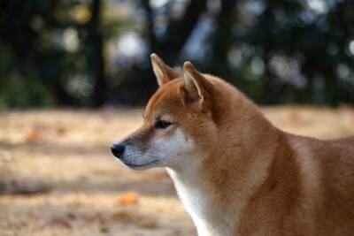 犬嫌いなワンコへの『絶対NG行為』3つ　苦手になってしまう原因や慣れさせるコツまで