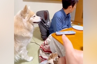 大型犬に『こっそりお父さんにちょっかいかけて』とお願いした結果→もはや人間のような光景が210万再生「ファスナーついてる？」「人間味ｗ」