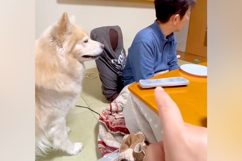 大型犬に『こっそりお父さんにちょっかいかけて』とお願いした結果→もはや人間のような光景が210万再生「ファスナーついてる？」「人間味ｗ」