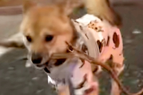 犬が散歩中に『枝』を発見→可愛らしいなと思ったら…まさかの『想像を超える長さ』に反響「思った以上に長いｗ」「大物ゲットで嬉しそう」