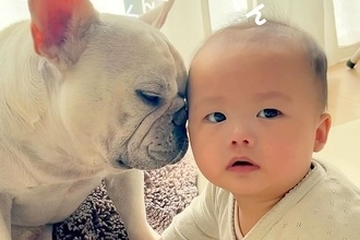 『赤ちゃんの匂い』が大好きな犬→クンクン嗅いでいたら、やめるタイミングを見失って…尊い光景が232万再生「幸せ空間」「心が浄化される」