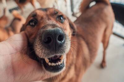 犬は『人間の表情』を識別することができるの？悲しんでいるのが分かる？見分ける方法まで