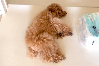 毎日『犬のお腹を撫ですぎた』結果→近づいただけで…まさかの『横柄な態度』が58万再生「人検知センサーで草」「撫でさせてあげてるみたいなｗ」