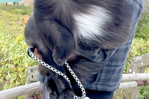『熊と間違えられて通報されそう』抱っこされる体重18キロの小型犬→思わず納得する『見た目』に1万いいね「過去一クマ」「木彫りかとｗ」