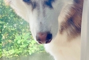 ハスキー犬が『パパに向ける目』と『ママに向ける目』を比較→あからさま過ぎる『態度の差』に4万いいね「戦闘力高そうで草」「こんな違うのｗｗ」