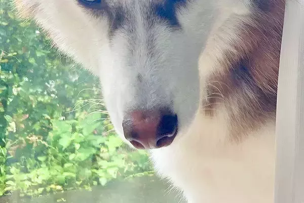 ハスキー犬が『パパに向ける目』と『ママに向ける目』を比較→あからさま過ぎる『態度の差』に4万いいね「戦闘力高そうで草」「こんな違うのｗｗ」