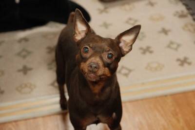 犬が飼い主をからかっている時の行動4選　からかわれていると感じた時、どう対応したらいいの？