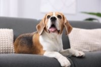 犬が体調不良になっているときの『舌の状態』5選　知っておくべき病気のサインや病院へ行くべきタイミングまで