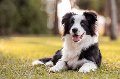 犬が体調不良になっているときの『舌の状態』5選　知っておくべき病気のサインや病院へ行くべきタイミングまで