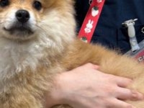 『子犬…なのか？』おとなしく抱っこされるワンコ→生後3ヶ月とは思えない『サイズ感』に反響続々「うちの成犬よりデカい」「素晴らしい」