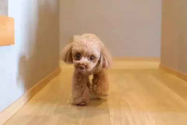 犬が飼い主に『出かけないで』と伝えているサイン4つ　嫌がる理由や飼い主が取るべき対応まで解説