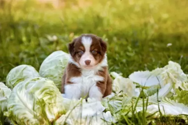 犬に『キャベツ』を与えるときの絶対NG行為５選　誤った食べさせ方による危険な症状まで