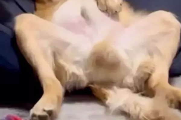 皿洗い中、ふと『クッションに寝転がる大型犬』を見た結果…完全に『オッサン化』している光景が153万再生「家主で草」「背中チャックない？」