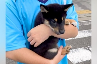 ご飯に興味がない『たった2キロの子犬』→『小さく育つかな』と思ったら…予想と違った『まさかの成長』に反響「ビッグにｗｗ」「ドヤ顔可愛い」