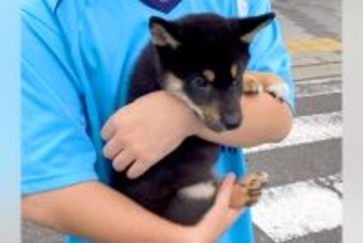 ご飯に興味がない『たった2キロの子犬』→『小さく育つかな』と思ったら…予想と違った『まさかの成長』に反響「ビッグにｗｗ」「ドヤ顔可愛い」