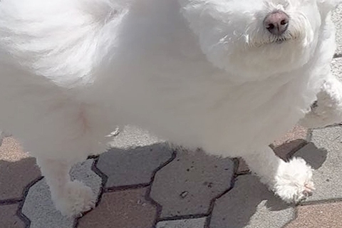 散歩をしている『モフモフの犬』→強風に吹かれた結果…『作画崩壊』してしまった光景が369万表示「風監督、仕事しすぎｗ」「歩くマシュマロ」