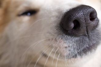 犬が苦手な『ニオイ』6選　不快だと感じるワケや愛犬に与える悪影響まで
