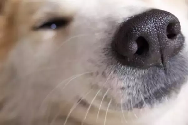 犬が苦手な『ニオイ』6選　不快だと感じるワケや愛犬に与える悪影響まで