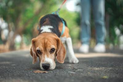 犬が苦手な『ニオイ』6選　不快だと感じるワケや愛犬に与える悪影響まで