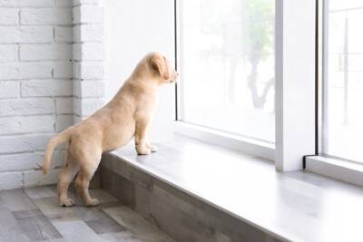 犬が苦手な『ニオイ』6選　不快だと感じるワケや愛犬に与える悪影響まで