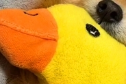毎日ぬいぐるみを抱っこして眠る犬→丸洗いした結果…絶望してしまう光景と『乾いた後の尊い姿』が180万再生「可愛すぎる」「赤ちゃんみたい」