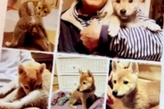 『10年間、自分を愛してくれた飼い主』を亡くした犬→ひとりぼっちの中『素敵な家族』と出会い…涙腺崩壊する物語が147万再生「感動」「幸せに」
