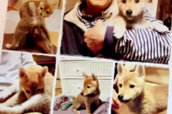 『10年間、自分を愛してくれた飼い主』を亡くした犬→ひとりぼっちの中『素敵な家族』と出会い…涙腺崩壊する物語が147万再生「感動」「幸せに」