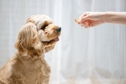 犬が『吠える』理由とは？飼い主が理解してあげるべきことや鳴いている時の適切な対応まで