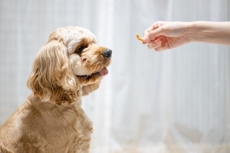 犬が『吠える』理由とは？飼い主が理解してあげるべきことや鳴いている時の適切な対応まで