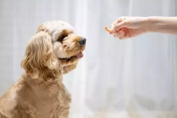 犬が『吠える』理由とは？飼い主が理解してあげるべきことや鳴いている時の適切な対応まで