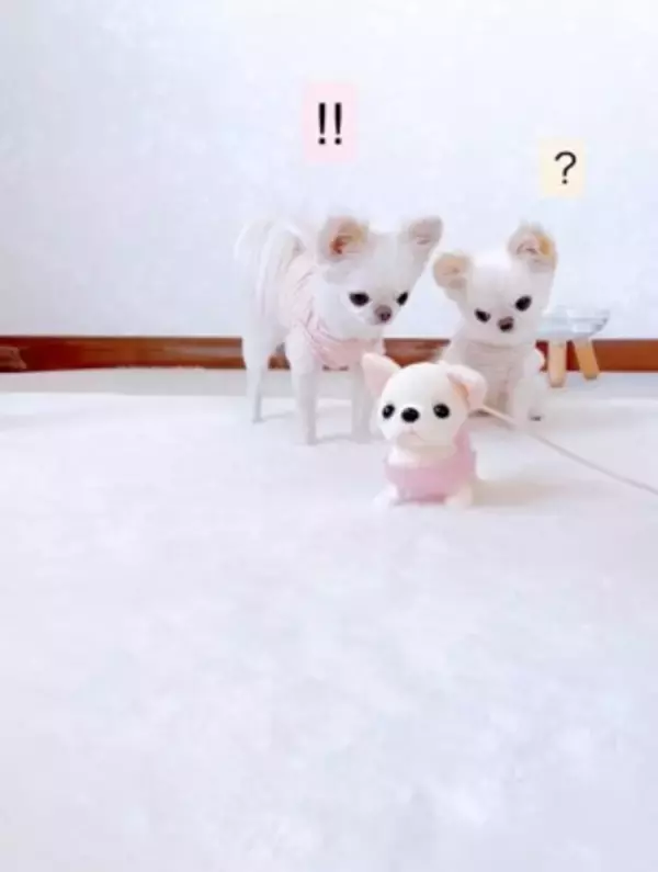 ばぁばが『動く犬のおもちゃ』を買ってきた→3匹の犬に見せた結果…想定外な『まさかの反応』が12万再生「超可愛いｗ」「何回も見ちゃう」