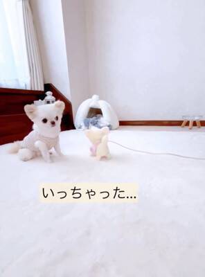 ばぁばが『動く犬のおもちゃ』を買ってきた→3匹の犬に見せた結果…想定外な『まさかの反応』が12万再生「超可愛いｗ」「何回も見ちゃう」