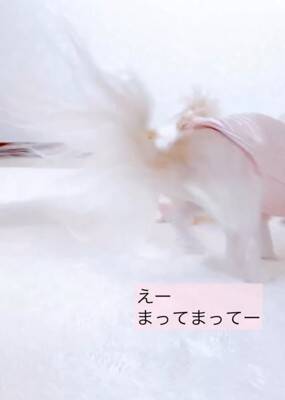 ばぁばが『動く犬のおもちゃ』を買ってきた→3匹の犬に見せた結果…想定外な『まさかの反応』が12万再生「超可愛いｗ」「何回も見ちゃう」