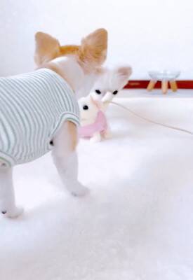 ばぁばが『動く犬のおもちゃ』を買ってきた→3匹の犬に見せた結果…想定外な『まさかの反応』が12万再生「超可愛いｗ」「何回も見ちゃう」