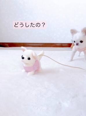 ばぁばが『動く犬のおもちゃ』を買ってきた→3匹の犬に見せた結果…想定外な『まさかの反応』が12万再生「超可愛いｗ」「何回も見ちゃう」