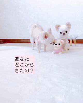 ばぁばが『動く犬のおもちゃ』を買ってきた→3匹の犬に見せた結果…想定外な『まさかの反応』が12万再生「超可愛いｗ」「何回も見ちゃう」