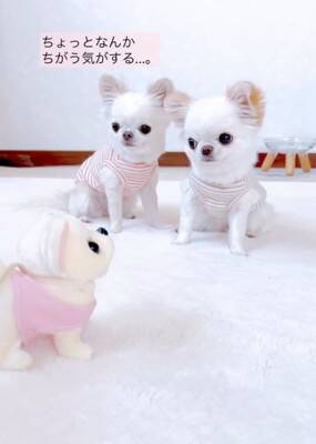 ばぁばが『動く犬のおもちゃ』を買ってきた→3匹の犬に見せた結果…想定外な『まさかの反応』が12万再生「超可愛いｗ」「何回も見ちゃう」