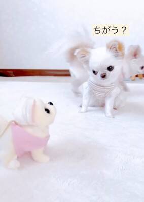 ばぁばが『動く犬のおもちゃ』を買ってきた→3匹の犬に見せた結果…想定外な『まさかの反応』が12万再生「超可愛いｗ」「何回も見ちゃう」