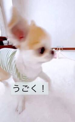 ばぁばが『動く犬のおもちゃ』を買ってきた→3匹の犬に見せた結果…想定外な『まさかの反応』が12万再生「超可愛いｗ」「何回も見ちゃう」