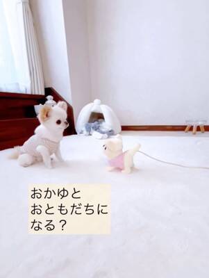 ばぁばが『動く犬のおもちゃ』を買ってきた→3匹の犬に見せた結果…想定外な『まさかの反応』が12万再生「超可愛いｗ」「何回も見ちゃう」